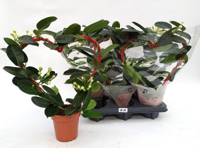 <h4>STEPH FL OV</h4>