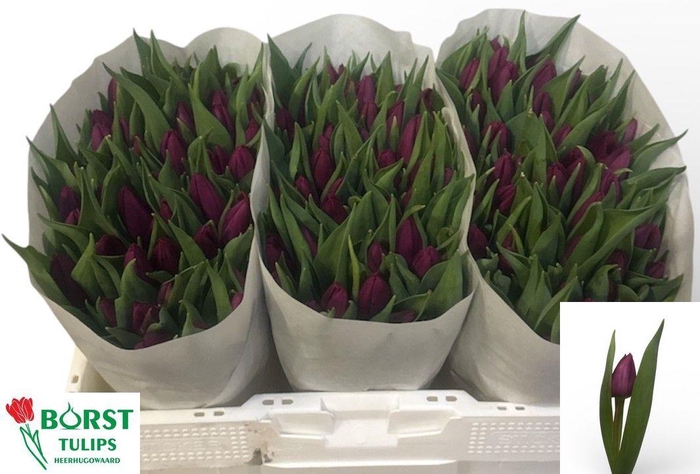 <h4>TU EN PURPLE PRINCE</h4>