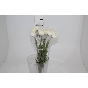 ANASTASIA SPECIAL 060 CM