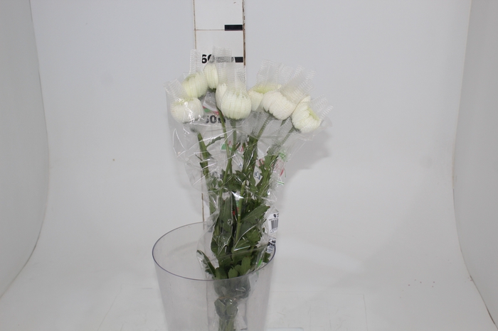 <h4>ANASTASIA SPECIAL 060 CM</h4>