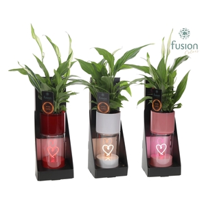 LEDhartlicht planter met Spathiphyllum
