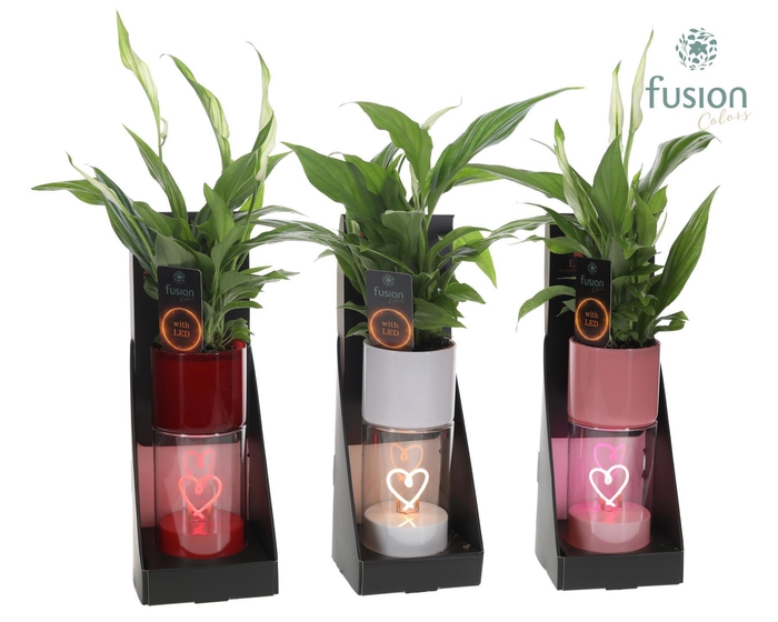 <h4>LEDhartlicht planter met Spathiphyllum</h4>