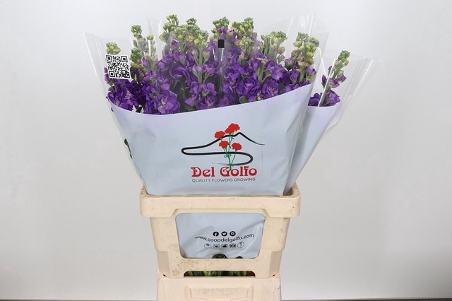 <h4>MATTH IRON PURPLE</h4>