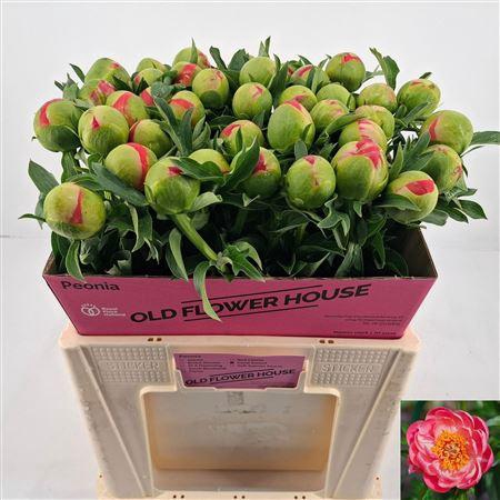 <h4>Paeo L Coral Sunset Extra!!</h4>