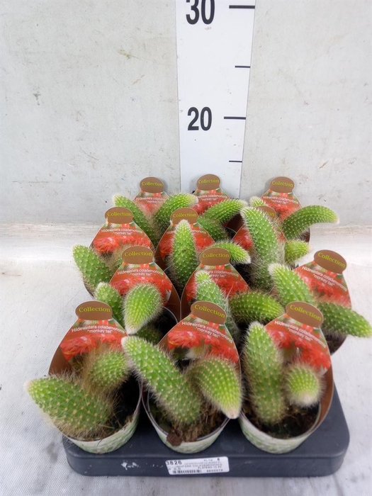 <h4>Cactus   ...</h4>