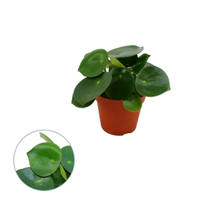 Peperomia Polybotrya 8,5cm