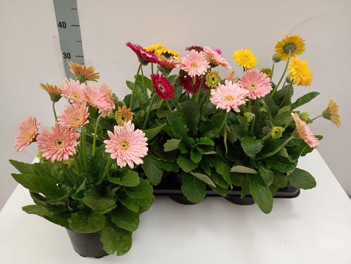 <h4>GER SOFISTICATA GEM</h4>