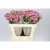 Rosa Tr Purple Queen X5