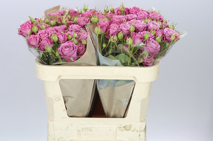 <h4>Rosa Tr Purple Queen X5</h4>