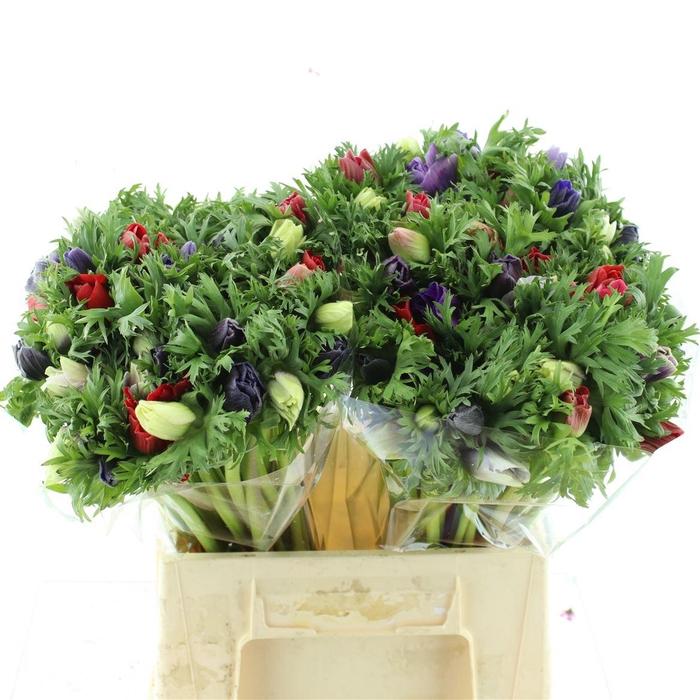 <h4>Anem Co Mar Mix</h4>