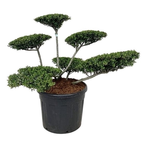 Ilex crenata 'Stokes'