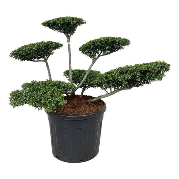 <h4>Ilex crenata 'Stokes'</h4>