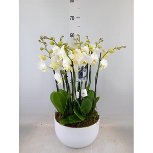 Phalaenopsis  'Ant Inverness'