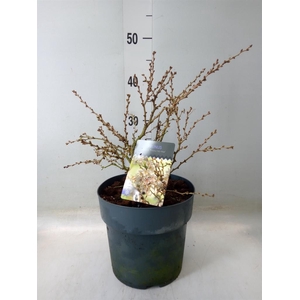 Prunus incisa 'Kojou-no-mai'