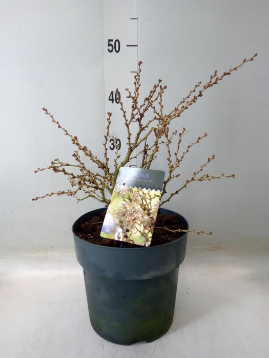 <h4>Prunus incisa 'Kojou-no-mai'</h4>