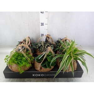 Planten Groen   ...mix  5