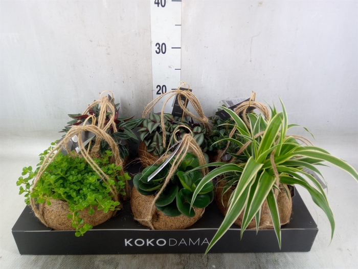<h4>Planten Groen   ...mix  5</h4>