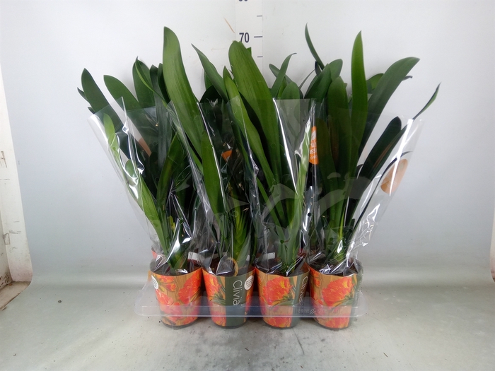 <h4>Clivia miniata</h4>
