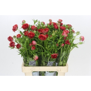 Ranunculus Butterfly Musa