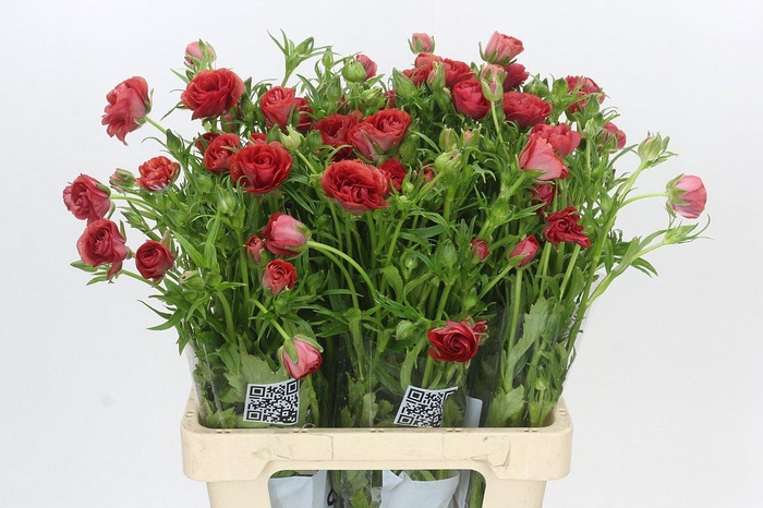 <h4>Ranunculus Butterfly Musa</h4>