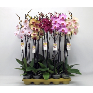 Gemengd 2-tak 80cm (RIJP)