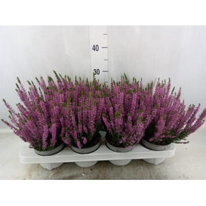 Calluna vulg. 'Beauty L Lianne'