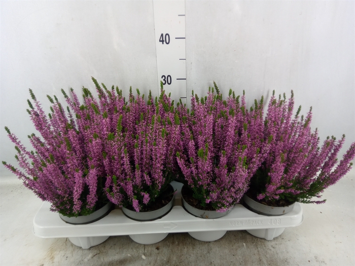 <h4>Calluna vulg. 'Beauty L Lianne'</h4>