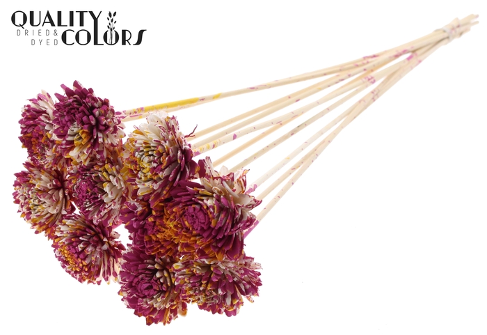 Shola Zinia 6cm on stem Multicolour Cerise/Yellow