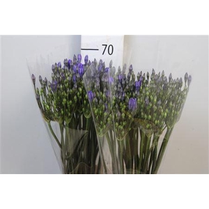 Triteleia  'Blues'
