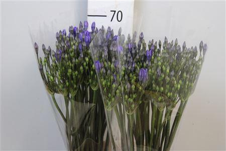 <h4>Triteleia  'Blues'</h4>
