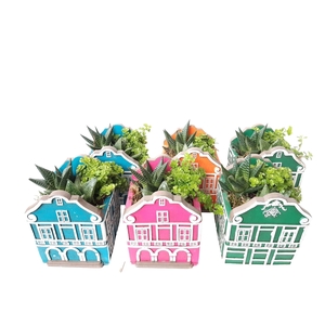Arr.   Kamerplant Groen L%