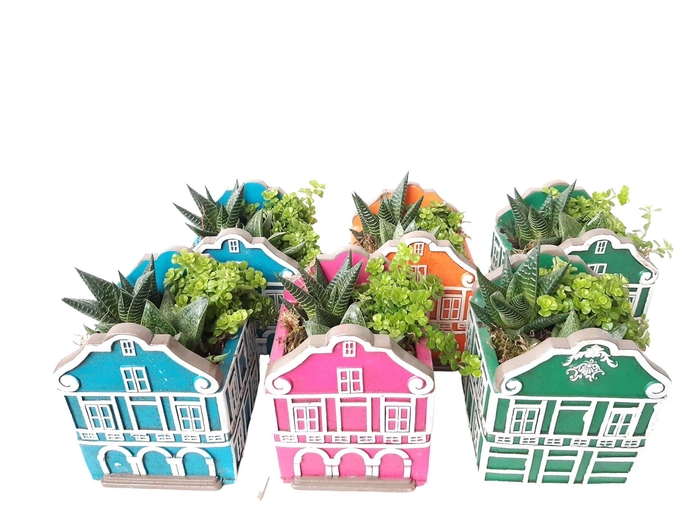 <h4>Arr.   Kamerplant Groen L%</h4>