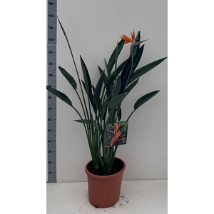 STRELITZIA REGIN BL