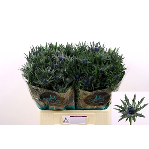 ERYNGIUM  'ORION QUESTAR'