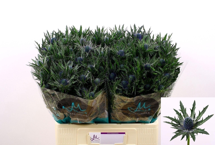 <h4>ERYNGIUM  'ORION QUESTAR'</h4>