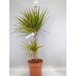 Dracaena marg. 'Sunray'