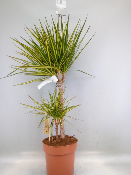 <h4>Dracaena marg. 'Sunray'</h4>