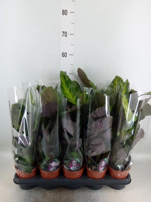 <h4>Calathea   ...</h4>