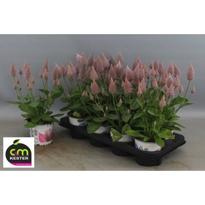 PTILOTUS EX JOEY