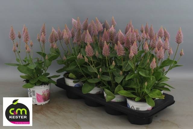 <h4>PTILOTUS EX JOEY</h4>
