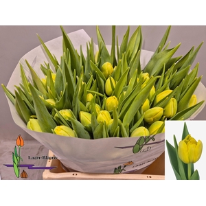 TU DU DOUBLE TROUBLE