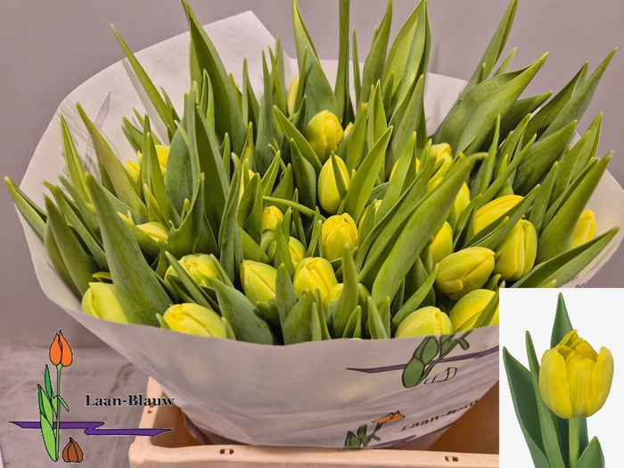 <h4>TU DU DOUBLE TROUBLE</h4>