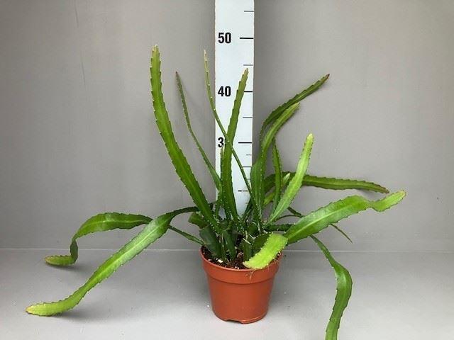 <h4>Epiphyllum   ...</h4>