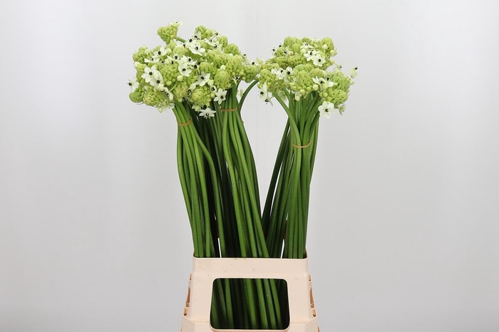 <h4>Ornithogalum Saundersiae</h4>