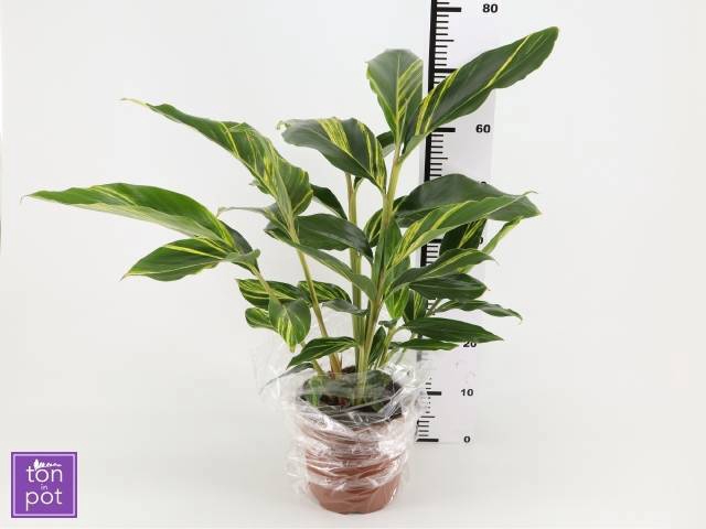 <h4>ALPINIA VARIEGATA</h4>