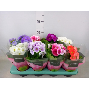 Primula obcon. 'Touch Me'   ...mix