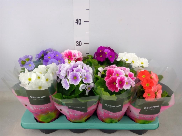 <h4>Primula obcon. 'Touch Me'   ...mix</h4>