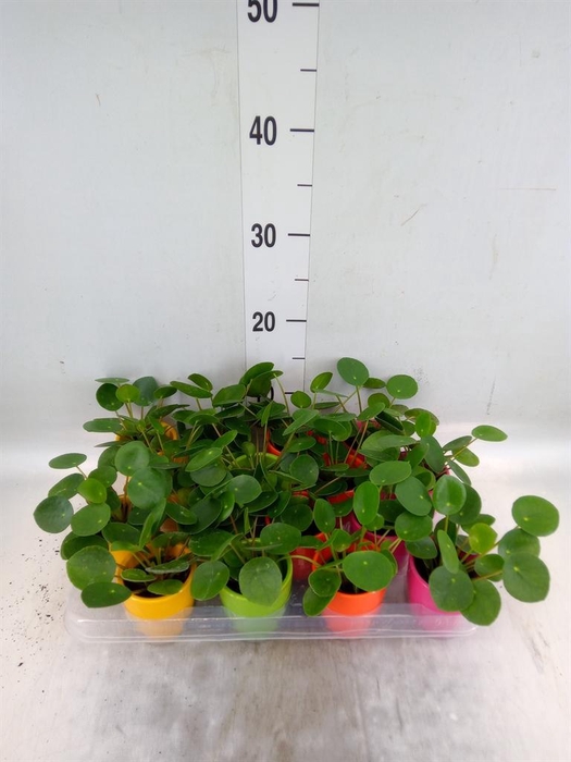 <h4>Pilea peperomioides</h4>