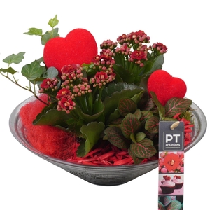 Arr.    Planten  L%