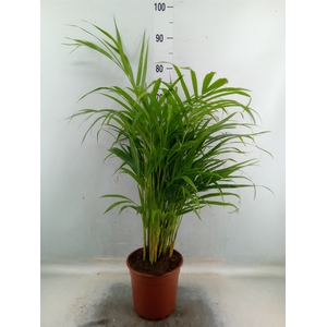 Dypsis lutescens   ...Chrysalidoca